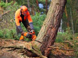 How Our Tree Care Process Works  in Toast, NC